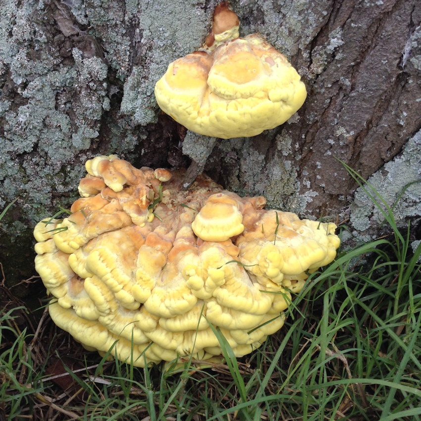 fungus grwing on tree
